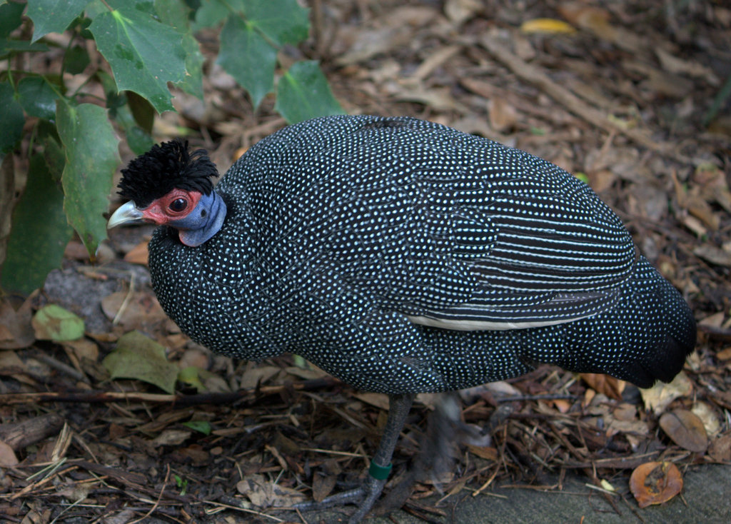 Crested Guineafowl