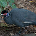 Eastern Crested Guineafowl - Photo (c) LaggedOnUser, some rights reserved (CC BY-SA)