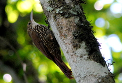 Lepidocolaptes falcinellus