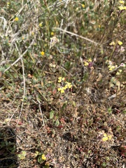 Triphysaria eriantha