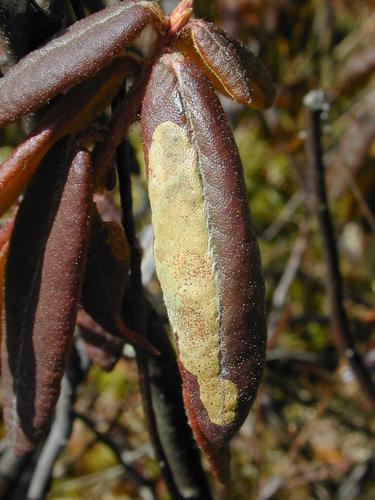 Coleophora ledi
