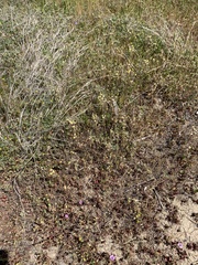 Triphysaria eriantha