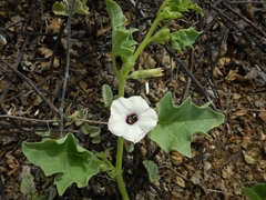 Exodeconus maritimus
