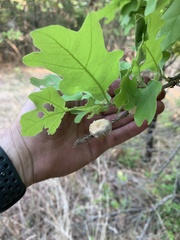 Striatoandricus aciculatus