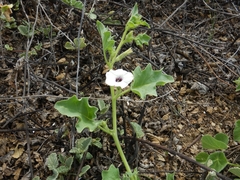 Exodeconus maritimus