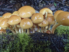 Pholiota malicola