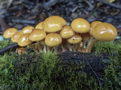 Pholiota malicola