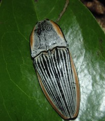 Chalcolepidius rugatus