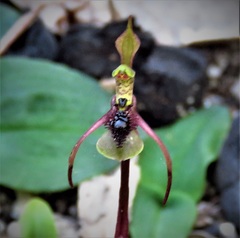 Chiloglottis seminuda