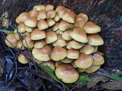 Pholiota malicola