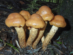 Pholiota malicola