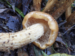 Pholiota malicola