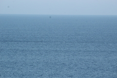 Stenella