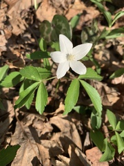 Anemonoides lancifolia