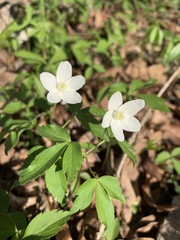 Anemonoides lancifolia