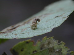 Coleophora persimplexella