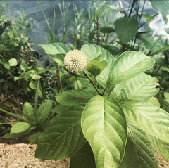 Cephalanthus occidentalis