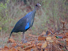 Vulturine Guineafowl photo 4