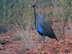 Vulturine Guineafowl photo 5