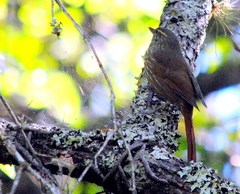Syndactyla rufosuperciliata