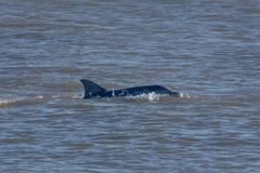 Tursiops truncatus gephyreus