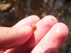 Sphaerium occidentale