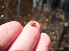 Sphaerium occidentale