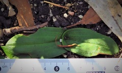 Chiloglottis seminuda