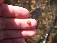 Sphaerium occidentale