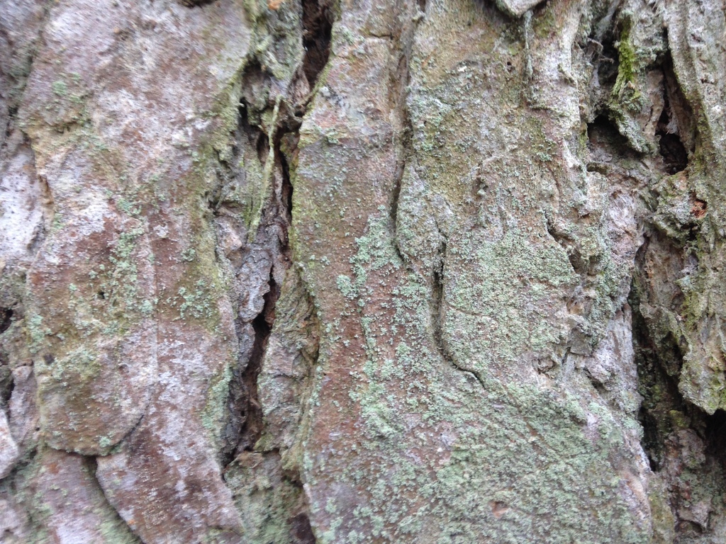 Lepraria hodkinsoniana