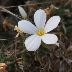 Leptosiphon floribundus