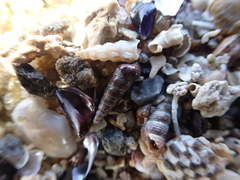Zeacumantus plumbeus