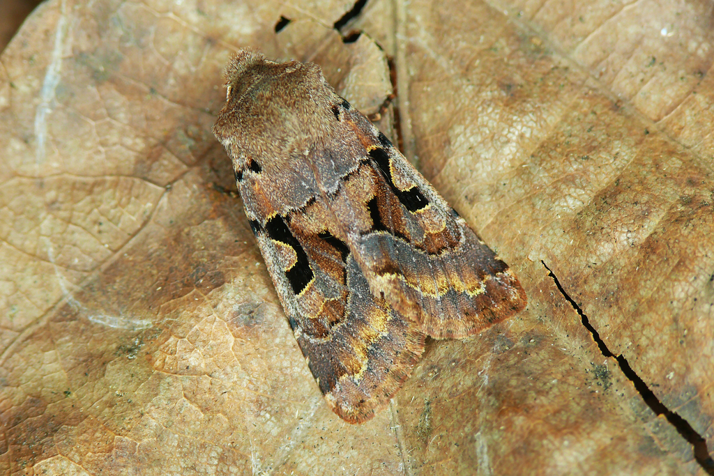 Hebrew Character Moths Of Shetland · Inaturalist United Kingdom