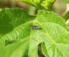 Agrilus obsoletoguttatus