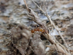 Temnothorax schaumii