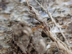 Temnothorax schaumii