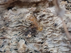 Temnothorax schaumii