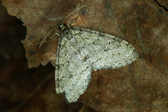 Trichopteryx carpinata