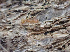 Temnothorax schaumii