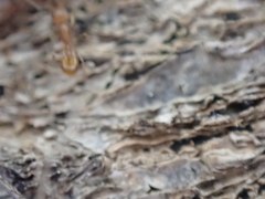 Temnothorax schaumii