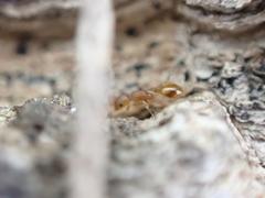 Temnothorax schaumii