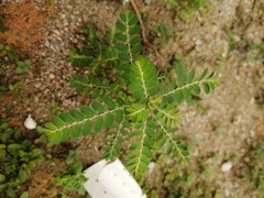 Phyllanthus niruri