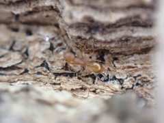 Temnothorax schaumii