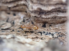 Temnothorax schaumii