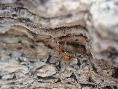 Temnothorax schaumii