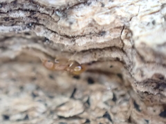 Temnothorax schaumii