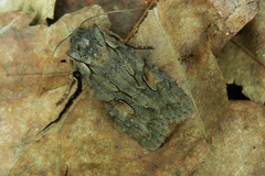 Lithophane furcifera