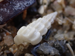 Southern Wentletrap