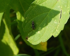 Agrilus obsoletoguttatus