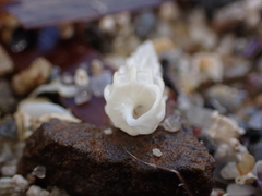Southern Wentletrap